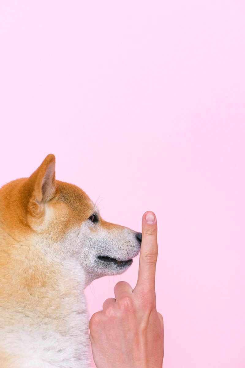 如何訓練一隻聾犬：10 位獸醫認可的技巧