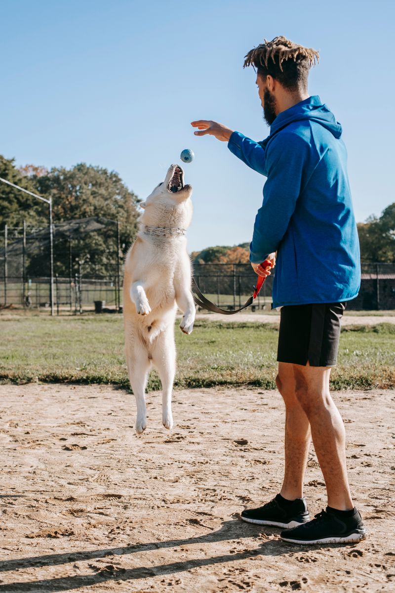 如何訓練韋瑪拉拿獵犬：10 個專家技巧和常見錯誤