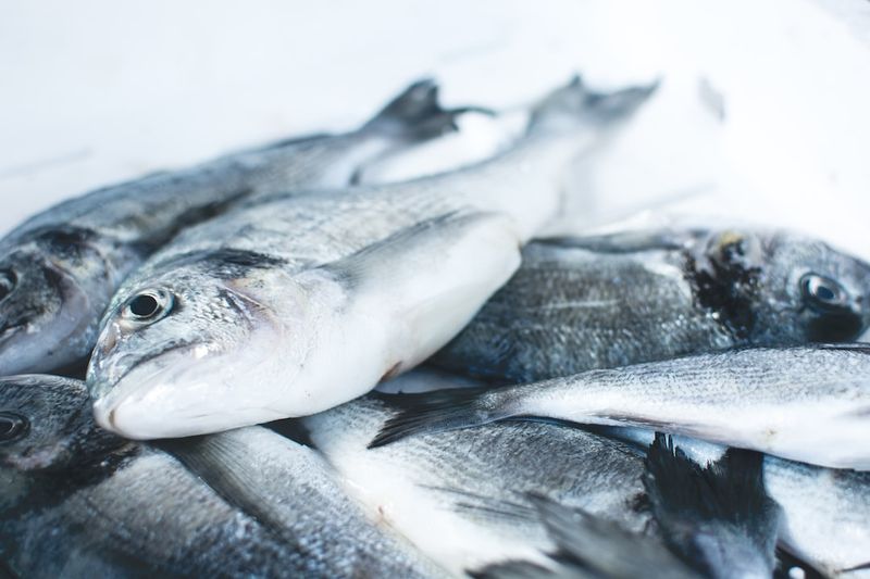 何去處理不想要的魚？獸醫認可且人道的 4 種替代方法