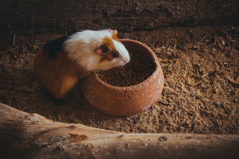 【解析研究】豬鼠如何看見世界？獸醫認可的健康技巧、視力及常見問題解答