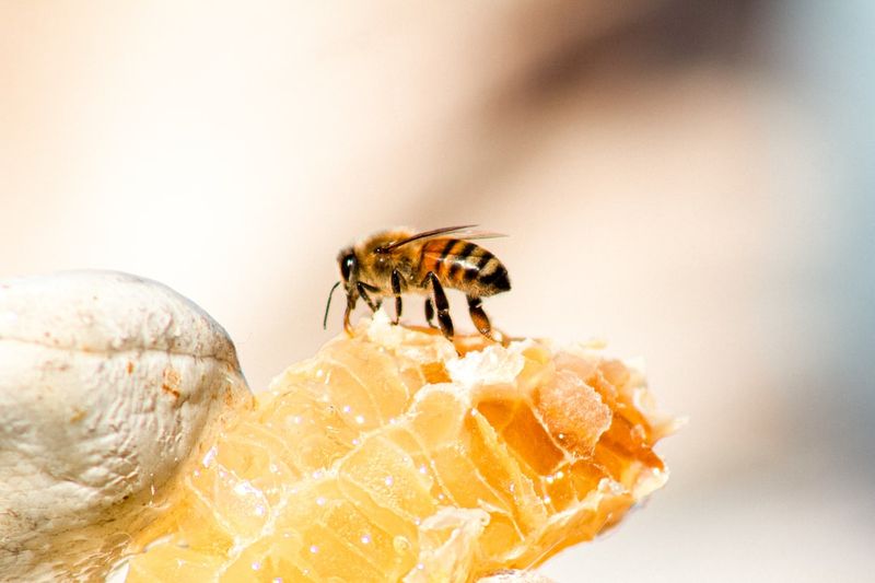 狗狗能吃蜂蜜嗎？獸醫認可的事實與常見問答