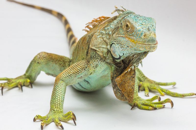 豪華金尾蜥: 照護指南、品種、圖片與更多資訊
