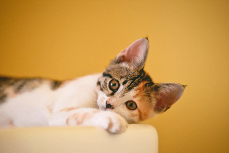 檀香木對貓咪安全嗎？獸醫認可的事實與安全指南