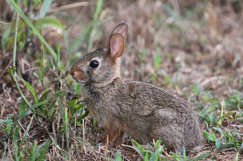 13 種最平靜的兔子品種（附圖片與資訊）