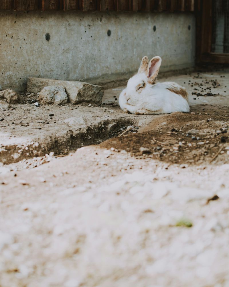 為什麼小兔子會突然死亡？13 位獸醫證實的原因