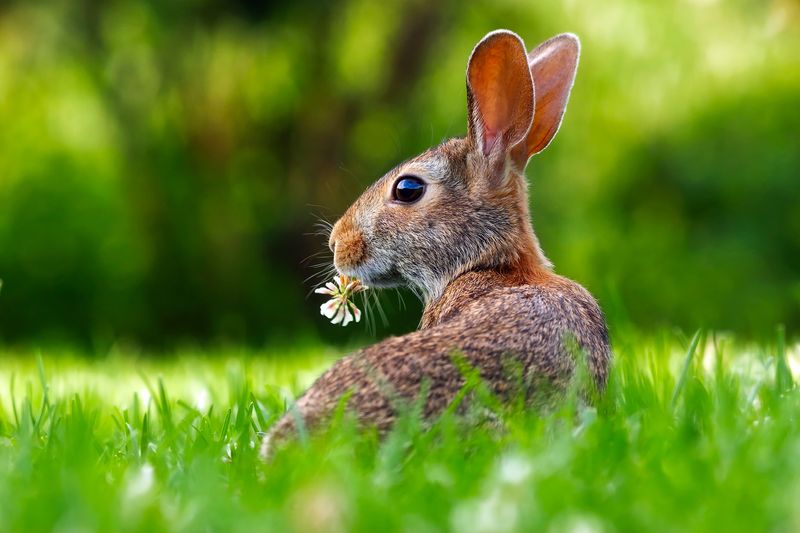如何讓兔子喝水：八項獸醫認可的技巧