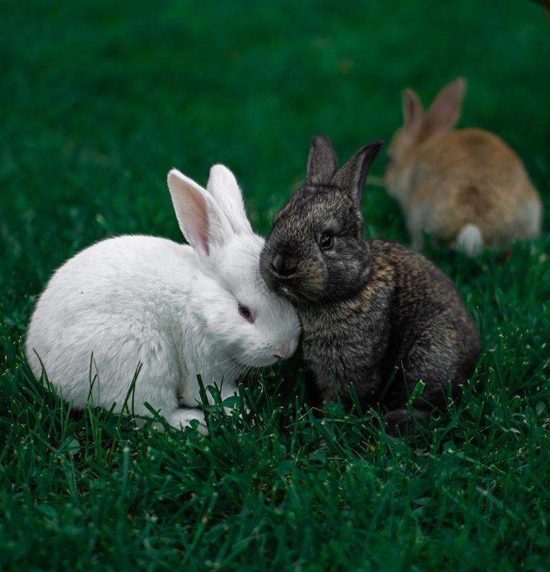 兔子為什麼會呼吸急促？8 個可能的原因