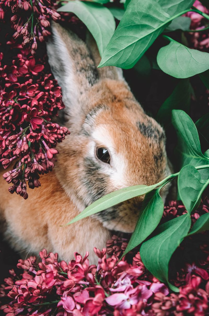 如何和兔子玩耍：7 種保持其安全及舒適性的技巧