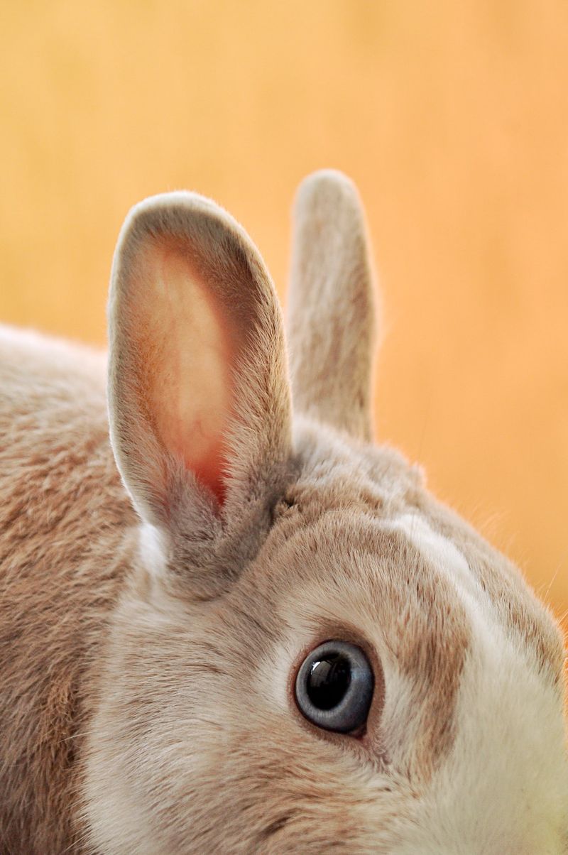 如何為兔子找到一個新家：10 個重要步驟