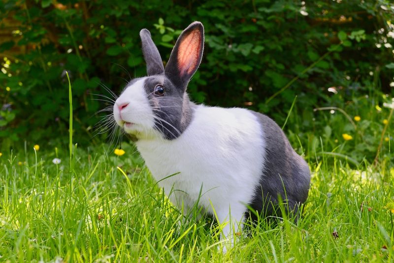 養兔子的利弊：在養兔子前需要理解的事項
