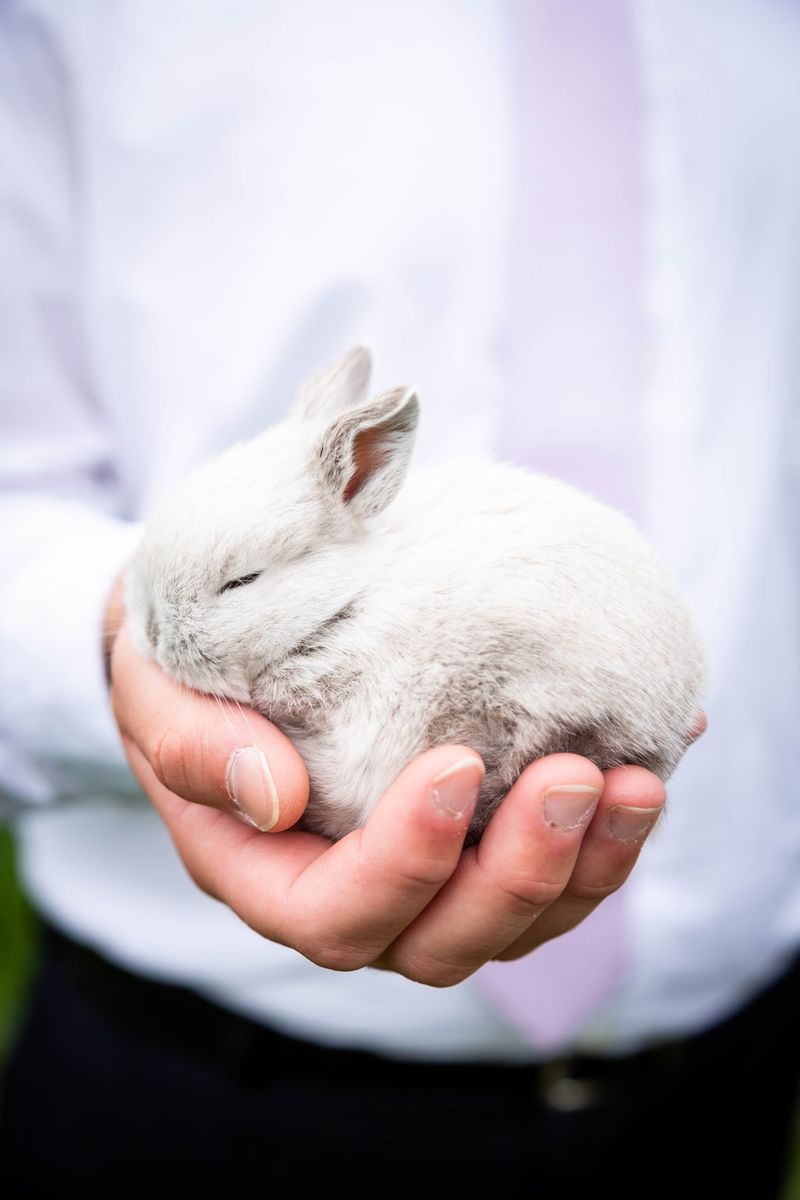 新冠病毒可以傳染給兔子嗎？獸醫授權事實和常見問題

病毒是否能傳染給兔子？獸醫證實的事實和常見問題解析