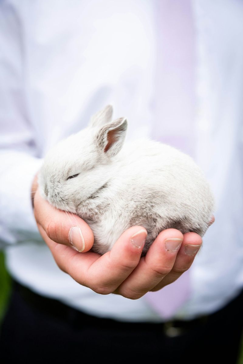 兔子會放屁嗎？獸醫為您解析兔子的腸道疾病及相關問題