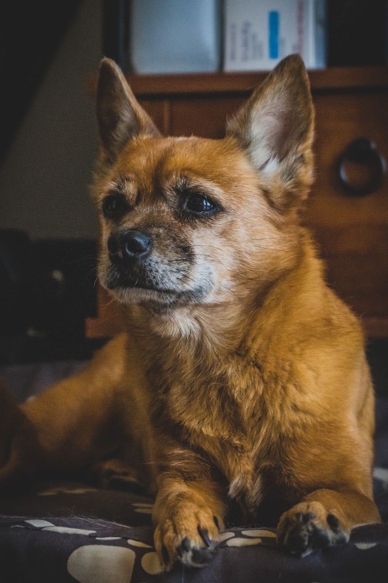 拉西明星收養高齡狗