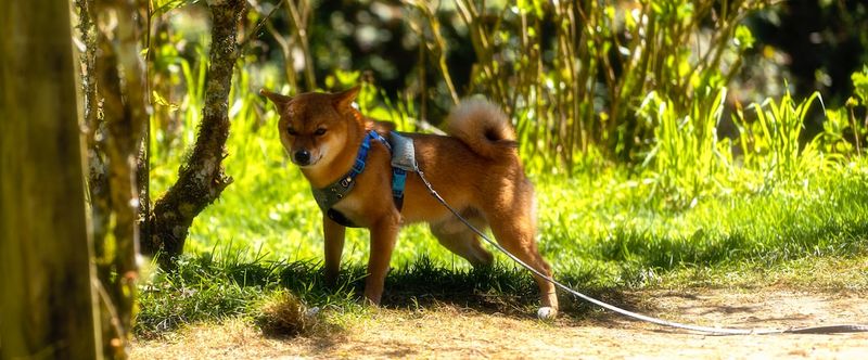 伯恩山水犬混種品種：護理、圖片、資訊等