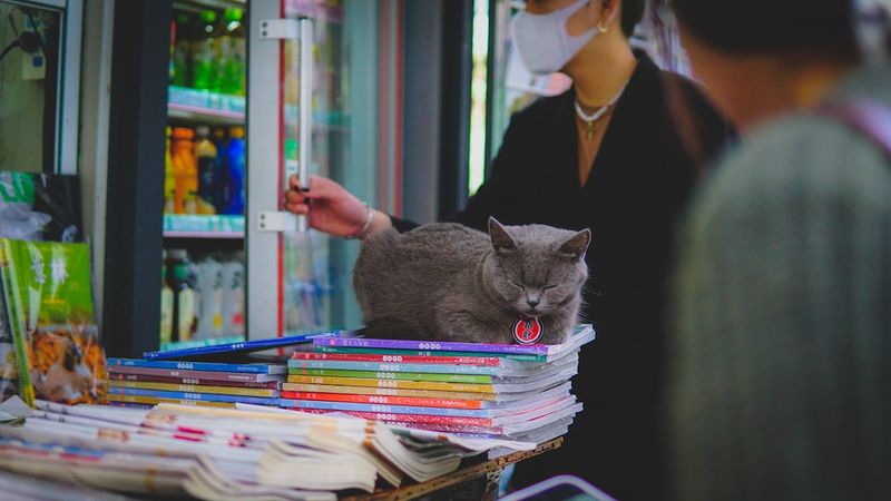 【編輯探索】2023 貓咪價格指南：短毛貓究竟要多少錢？