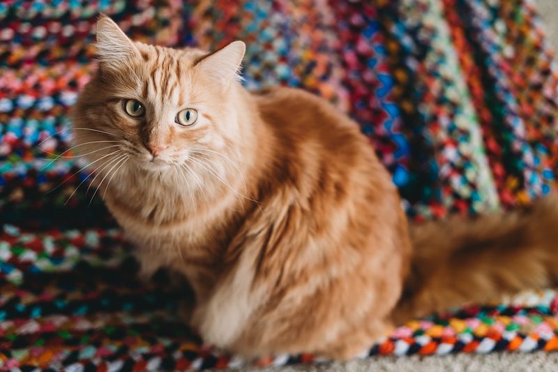 如何在家幫助患有關節炎的貓：7個貼士和技巧