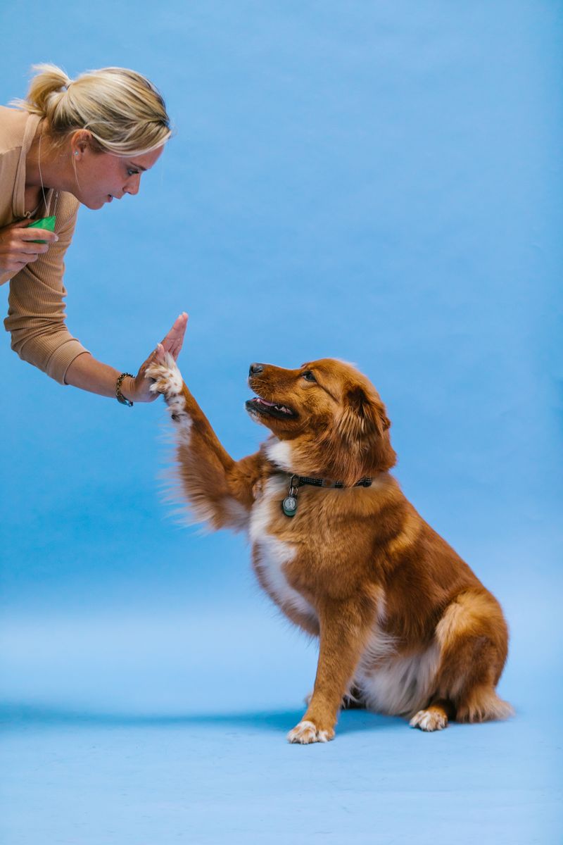 「如何訓練獒犬：九項重要技巧」- 一個編輯探討的標題