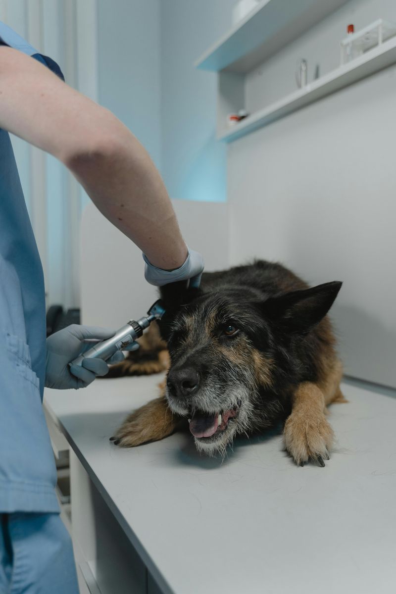 如何止住狗狗的爪子出血：7個獸醫認可的步驟