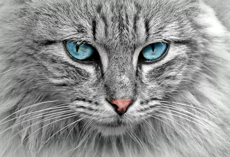 15種熱愛黏人的貓品種：圖片、事實和資訊