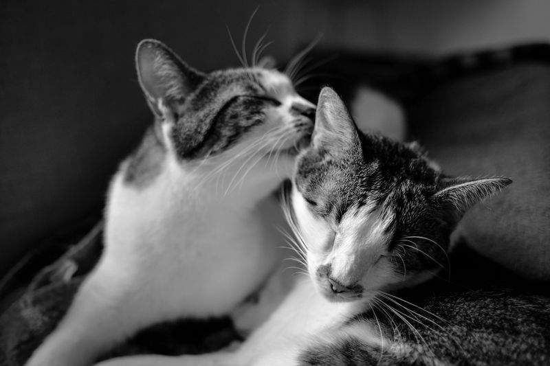 貓的弓蟲病症狀：獸醫解釋原因、徵兆和治療