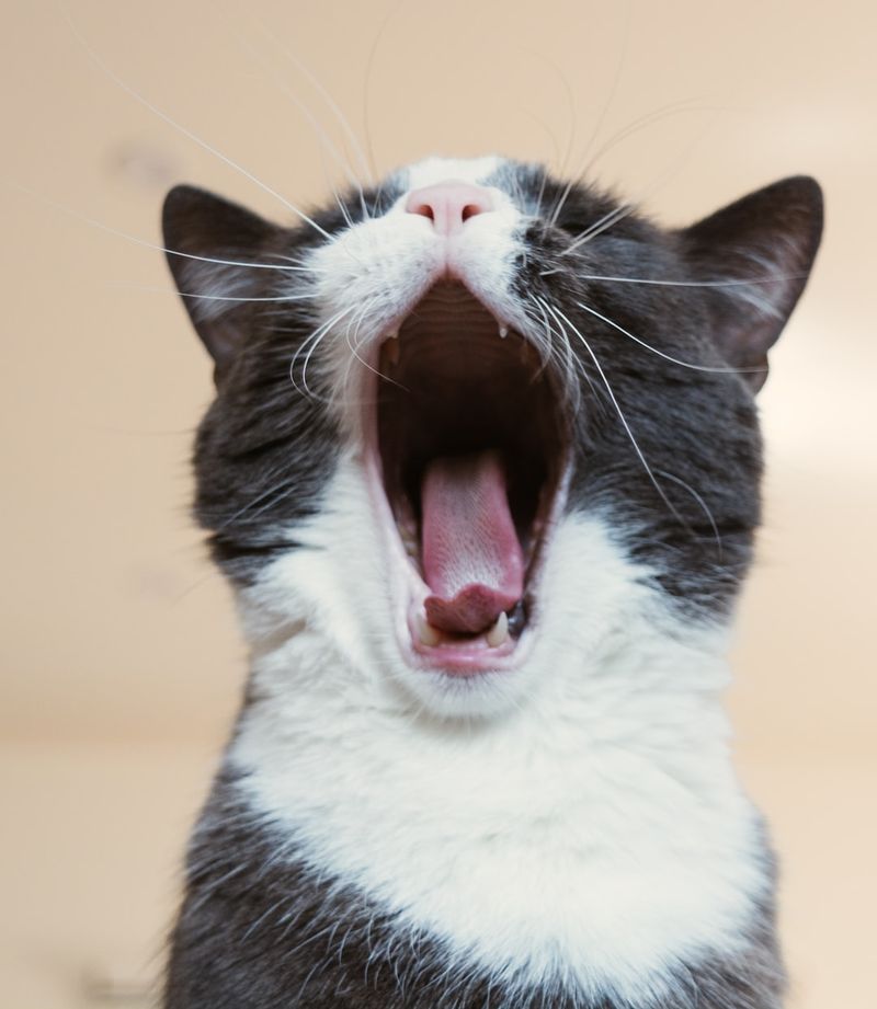 為什麼我的貓會有楓糖味？獸醫審查3個可能的原因