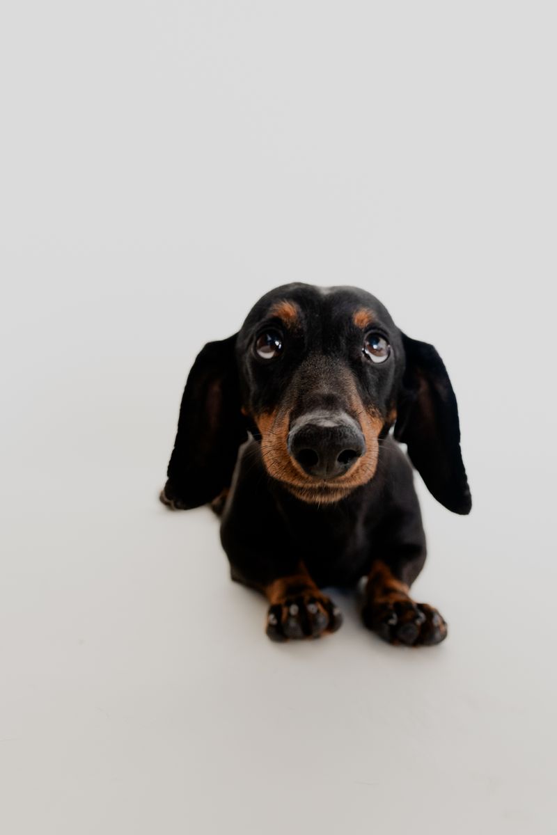 卽時事評論家 Edward Felsenthal 的探討：金吉多哈士奇混種狗：圖片、照護、資訊和更多

金吉多哈士奇混種狗：圖片、照護、資訊和更多