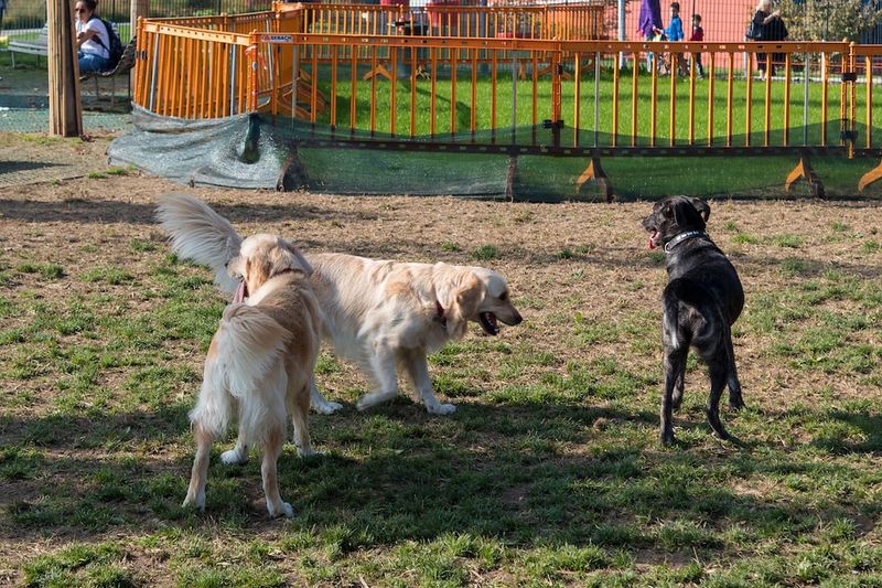 熱點評論：您現在能夠參觀的休士頓10個絕佳無拴狗公園