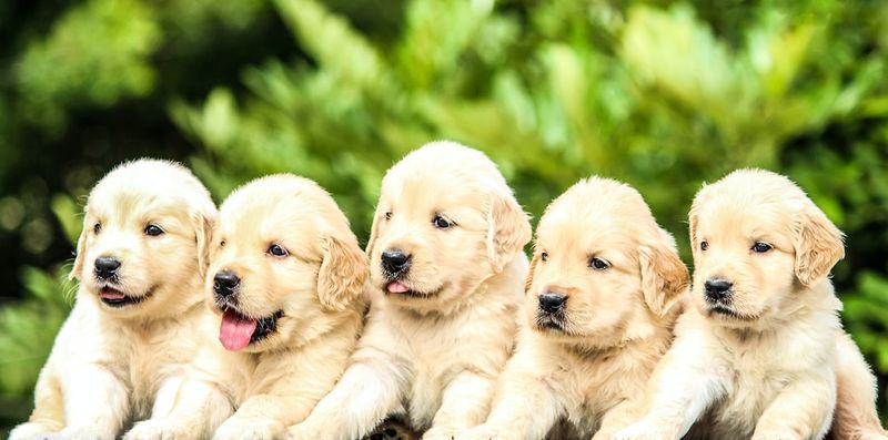 150個迷你犬寵物的小狗名字