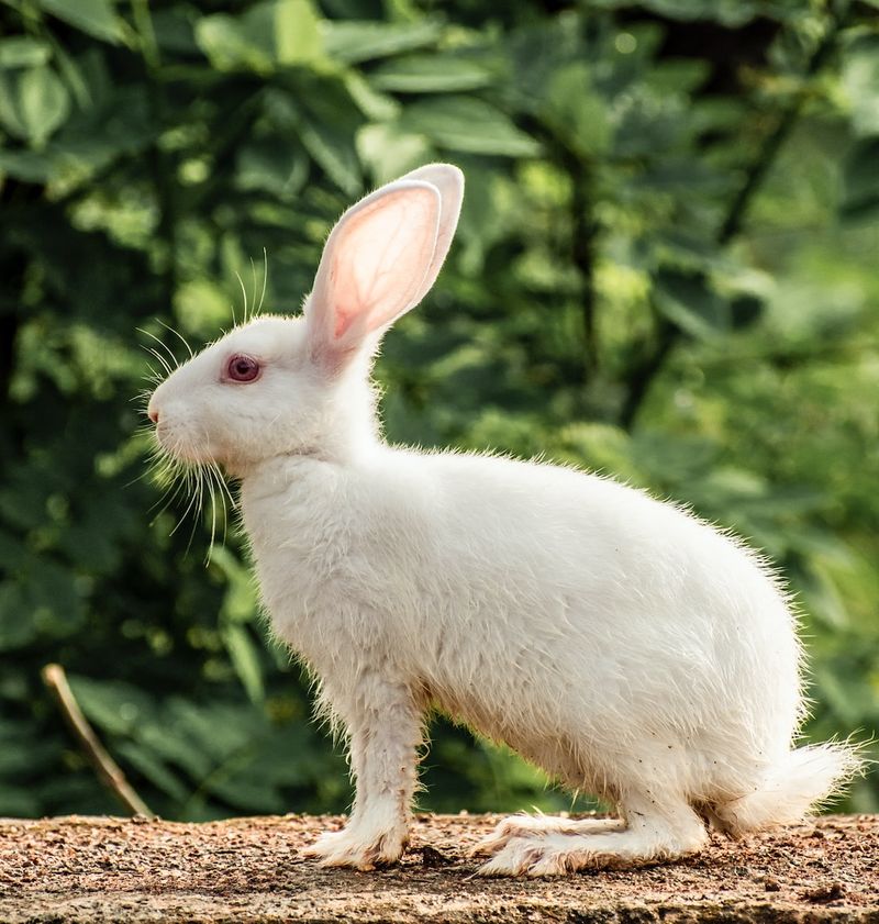 寵物兔子咬人？五個可能的原因解釋Afurkid 毛小孩寵物資訊| 全台灣最完整寵物資訊