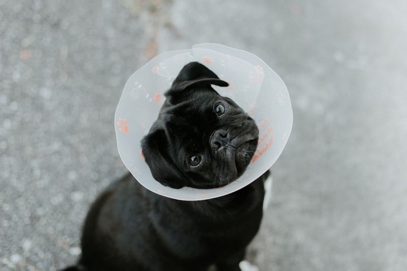 【編論深探】狗狗可以吃草莓冰淇淋嗎？獸醫詳實檢視、確保安全的指南